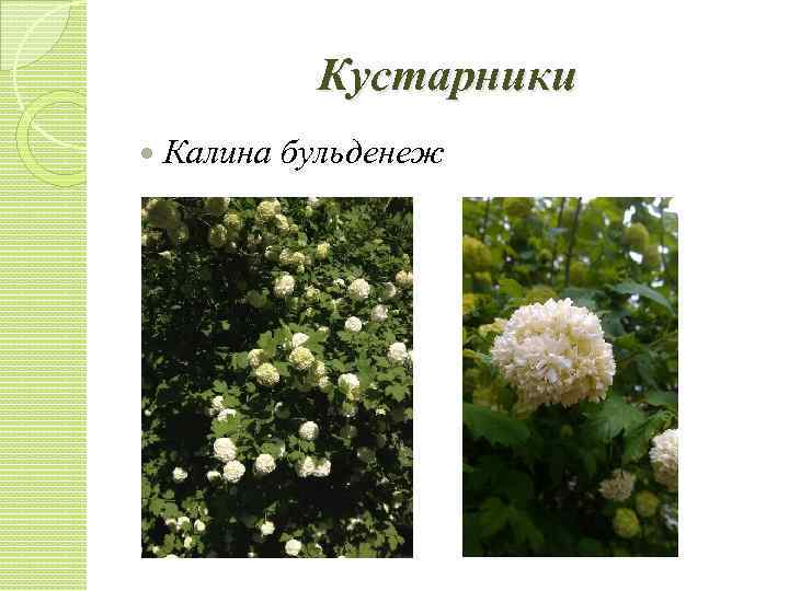 Кустарники Калина бульденеж 