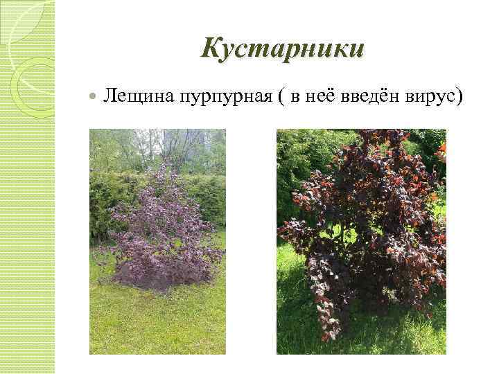Кустарники Лещина пурпурная ( в неё введён вирус) 