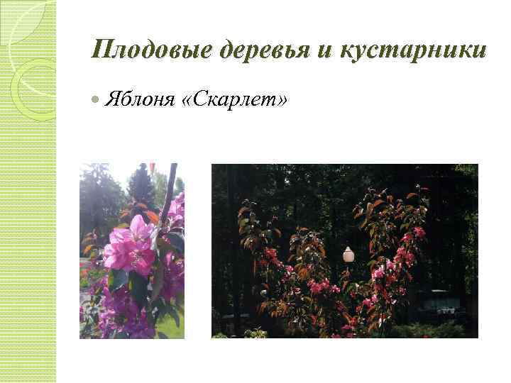 Плодовые деревья и кустарники Яблоня «Скарлет» 