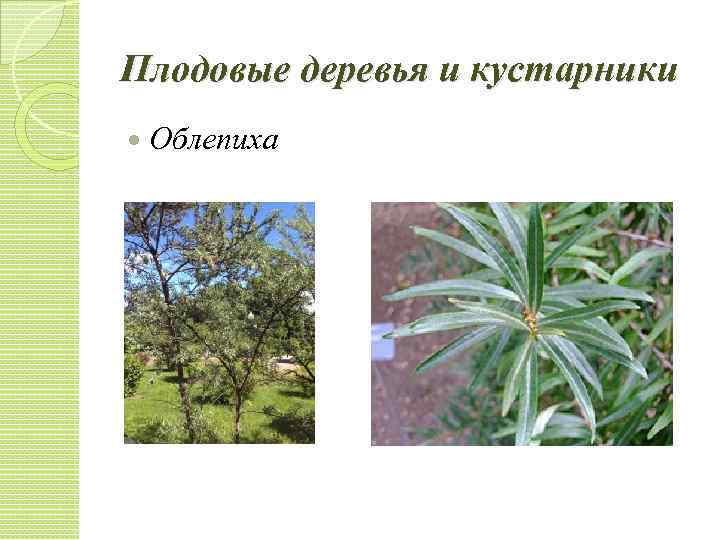 Плодовые деревья и кустарники Облепиха 