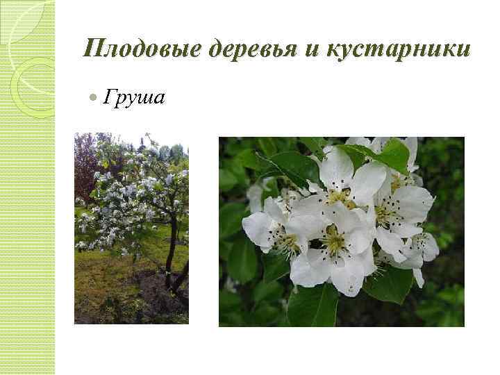 Плодовые деревья и кустарники Груша 