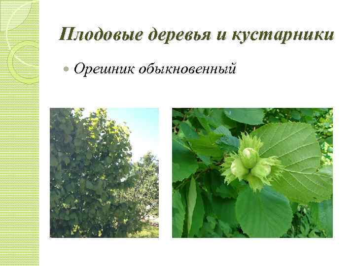 Плодовые деревья и кустарники Орешник обыкновенный 