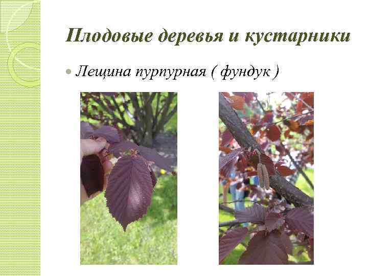 Плодовые деревья и кустарники Лещина пурпурная ( фундук ) 