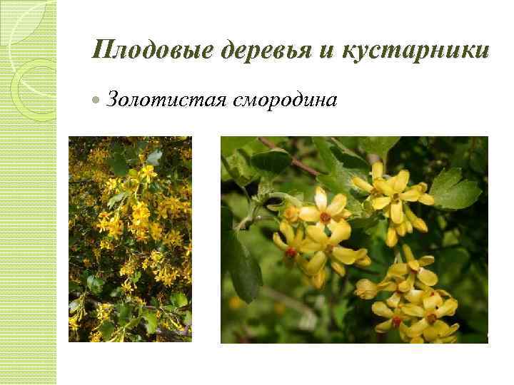 Плодовые деревья и кустарники Золотистая смородина 