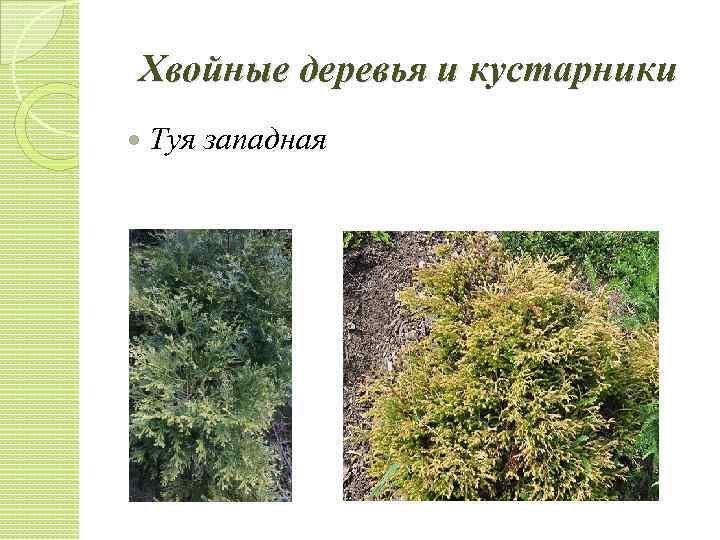 Хвойные деревья и кустарники Туя западная 