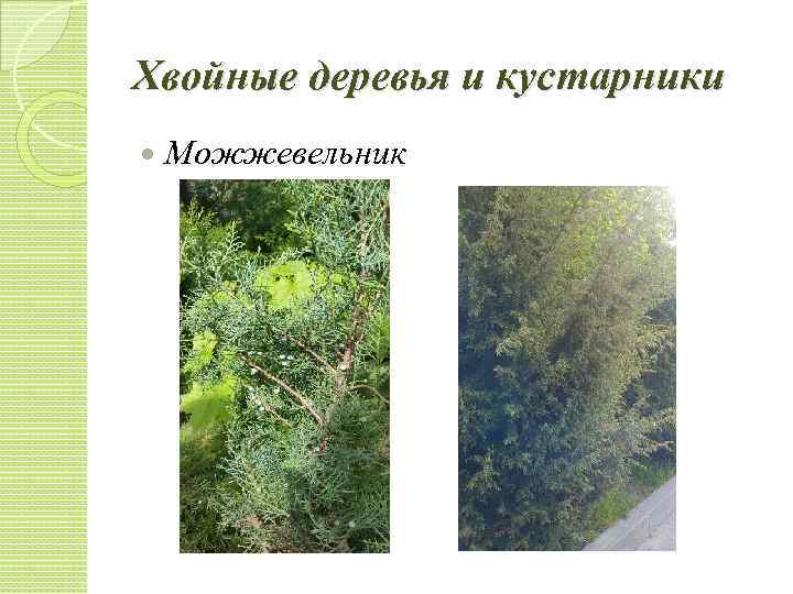 Хвойные деревья и кустарники Можжевельник 