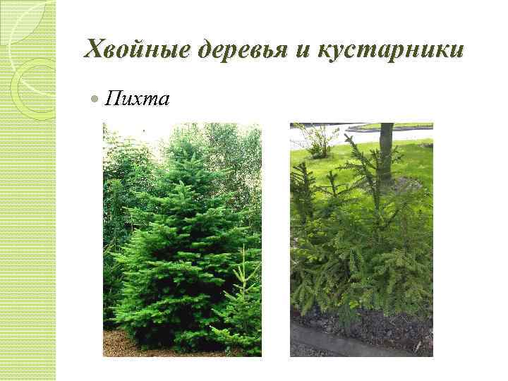 Хвойные деревья и кустарники Пихта 