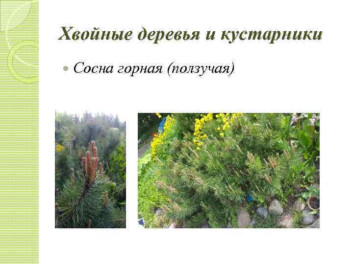 Хвойные деревья и кустарники Сосна горная (ползучая) 