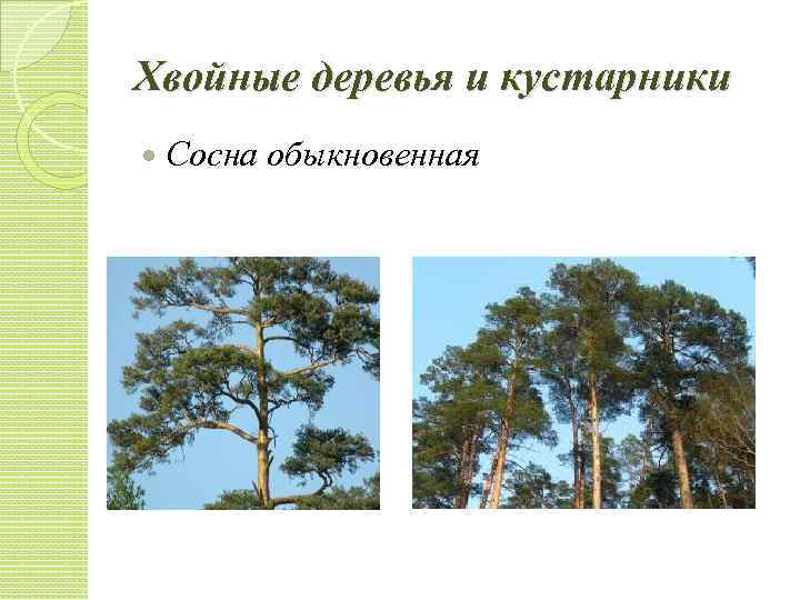 Хвойные деревья и кустарники Сосна обыкновенная 