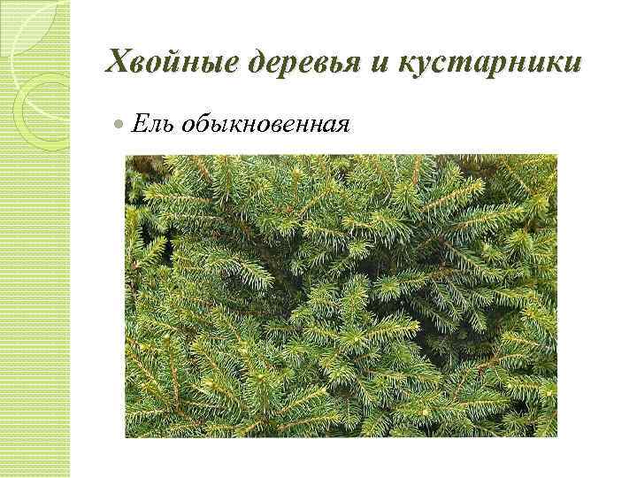 Хвойные деревья и кустарники Ель обыкновенная 