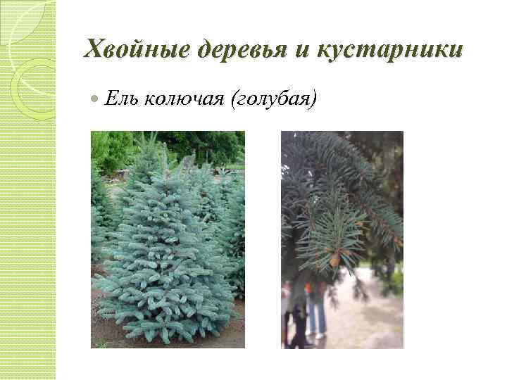Хвойные деревья и кустарники Ель колючая (голубая) 