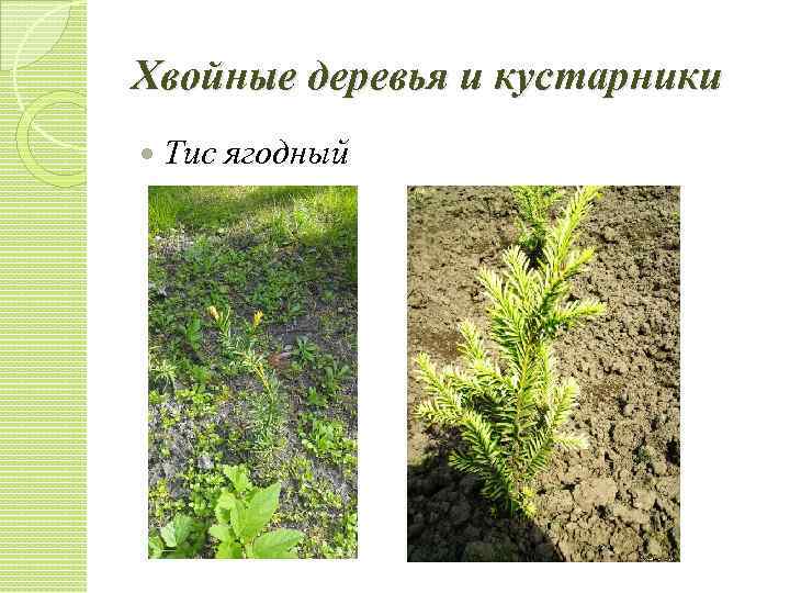 Хвойные деревья и кустарники Тис ягодный 