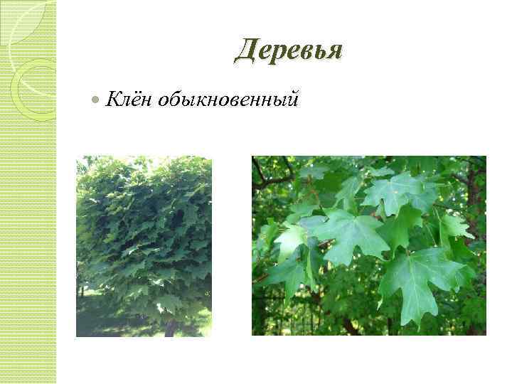 Деревья Клён обыкновенный 