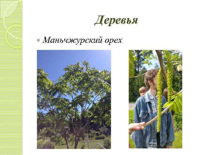 Деревья Маньчжурский орех 