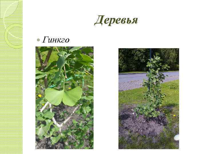 Деревья Гинкго 