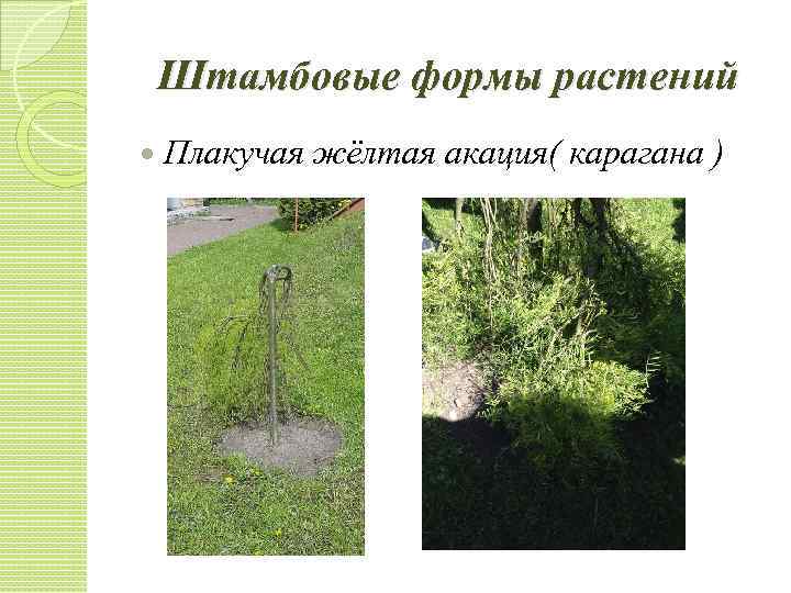 Штамбовые формы растений Плакучая жёлтая акация( карагана ) 