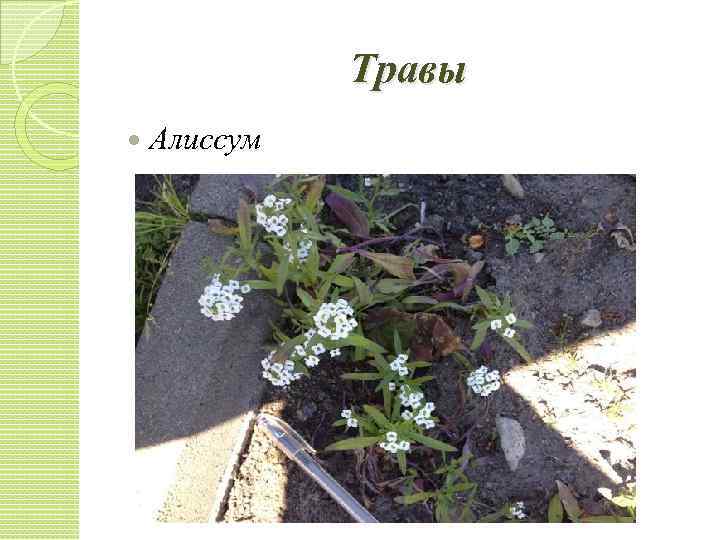 Травы Алиссум 