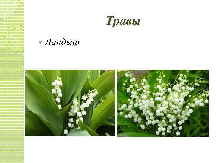 Травы Ландыш 