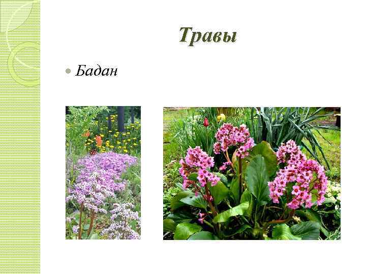 Травы Бадан 