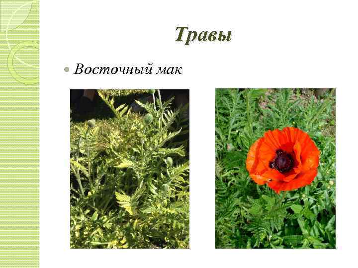 Травы Восточный мак 