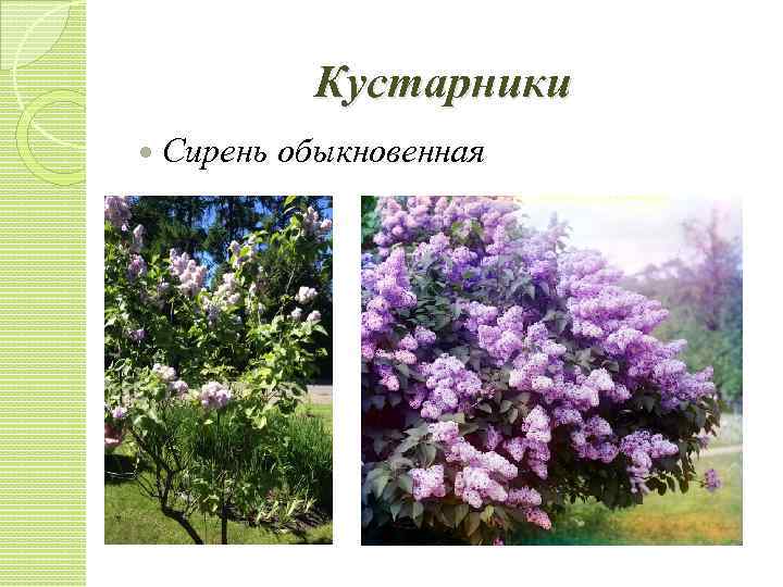 Кустарники Сирень обыкновенная 