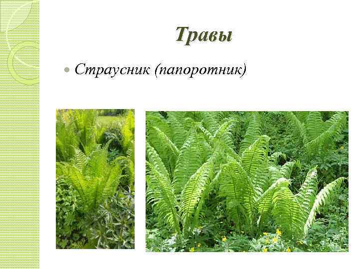 Травы Страусник (папоротник) 