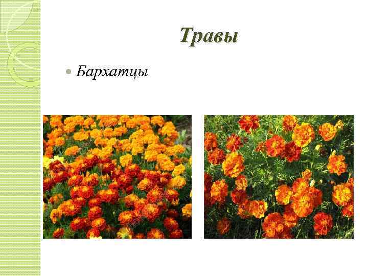 Травы Бархатцы 