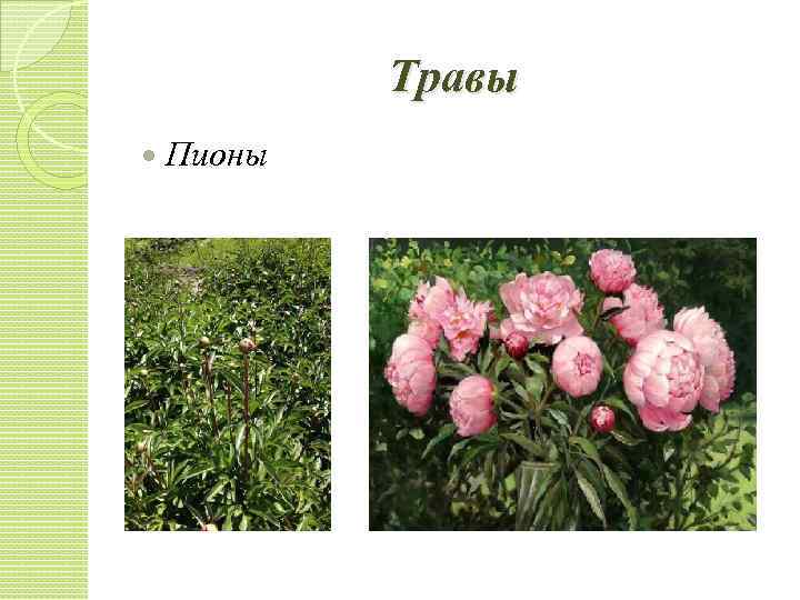 Травы Пионы 