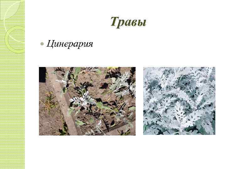 Травы Цинерария 