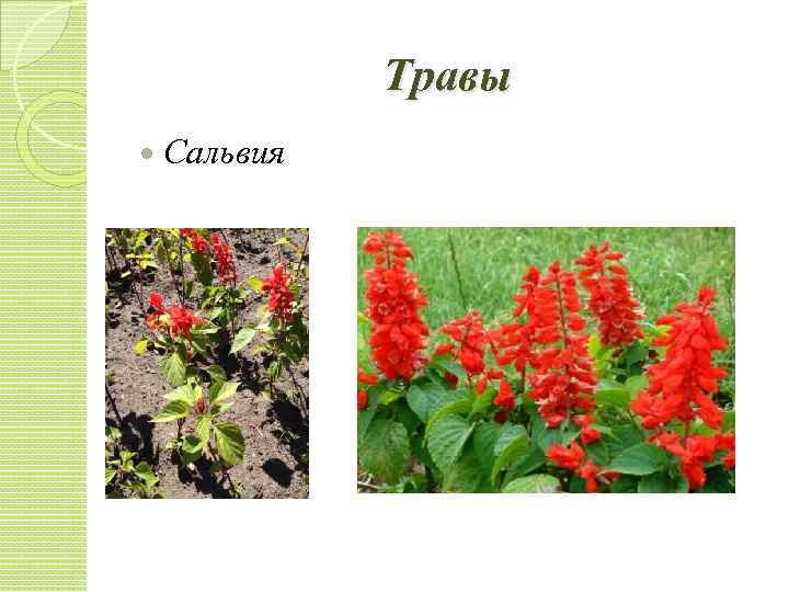 Травы Сальвия 