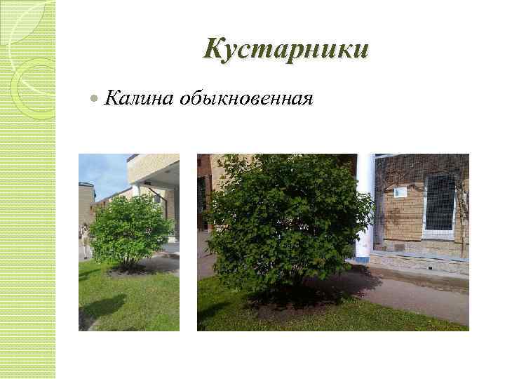 Кустарники Калина обыкновенная 