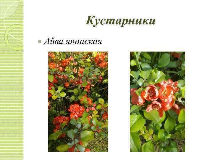 Кустарники Айва японская 