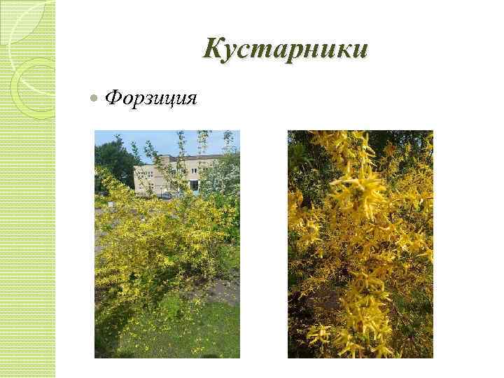 Кустарники Форзиция 