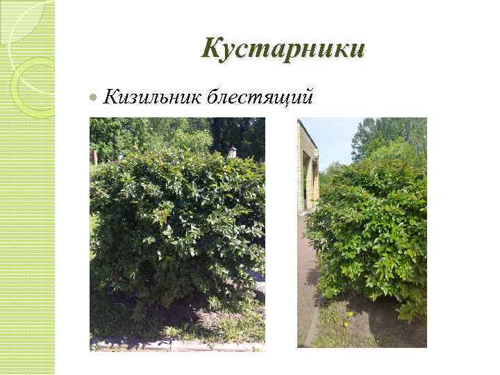 Кустарники Кизильник блестящий 