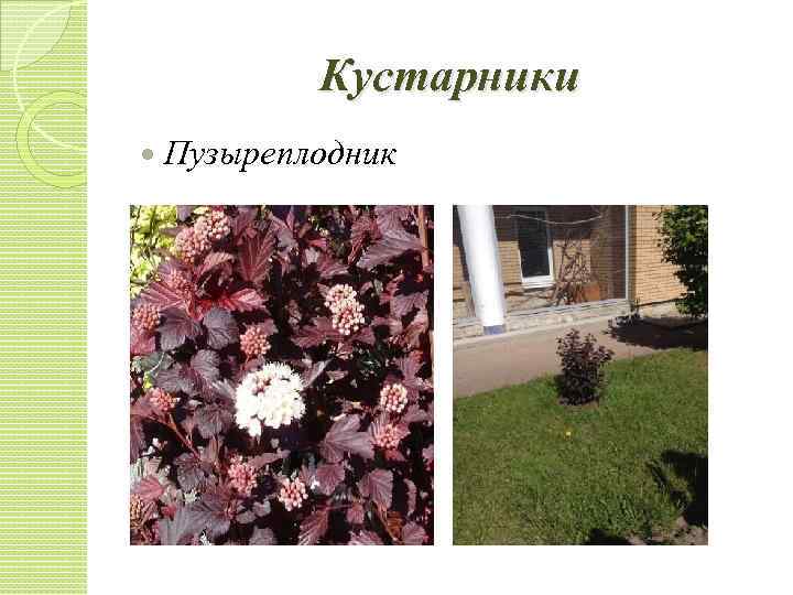 Кустарники Пузыреплодник 