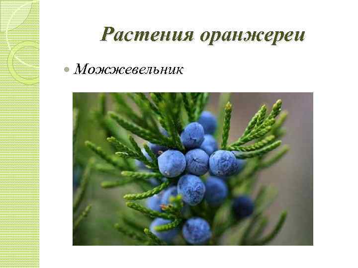 Растения оранжереи Можжевельник 