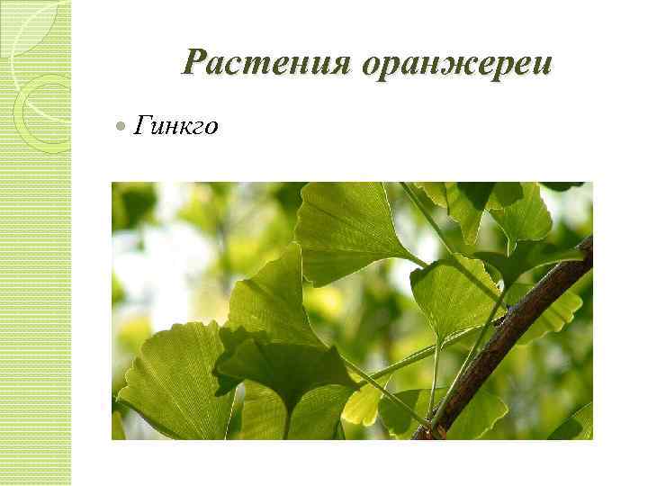 Растения оранжереи Гинкго 