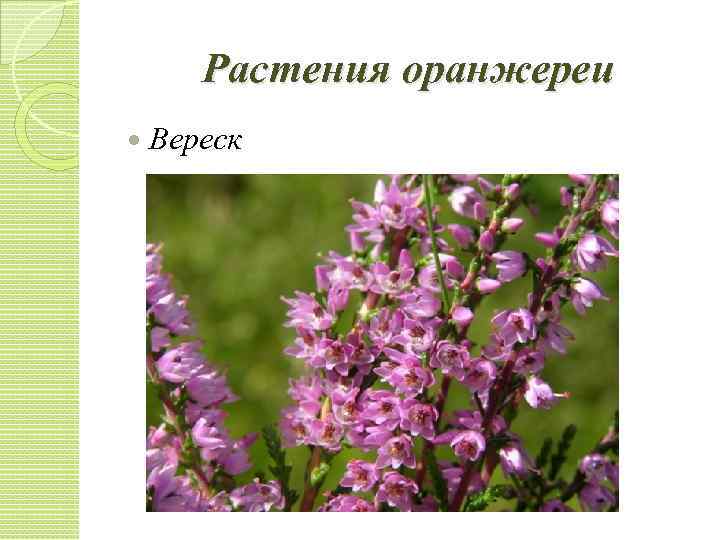 Растения оранжереи Вереск 