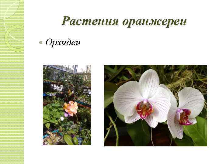 Растения оранжереи Орхидеи 