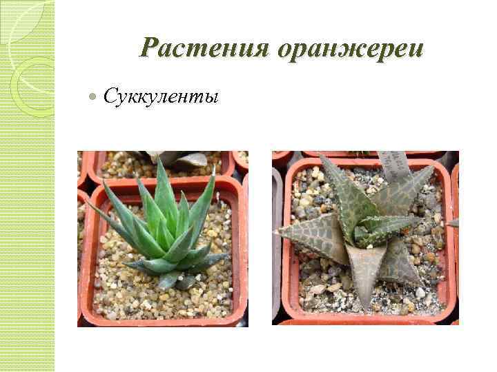 Растения оранжереи Суккуленты 
