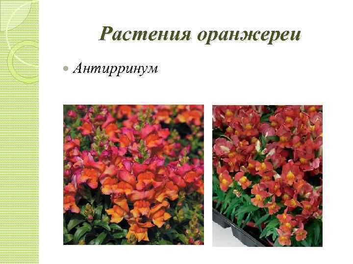 Растения оранжереи Антирринум 