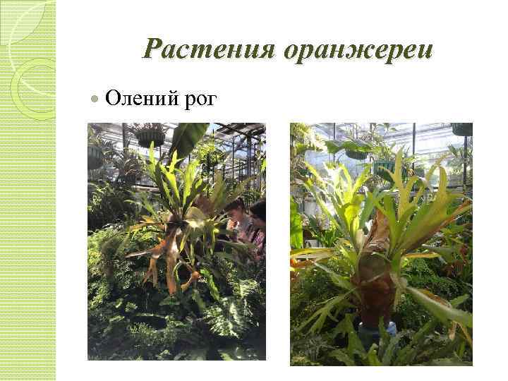 Растения оранжереи Олений рог 
