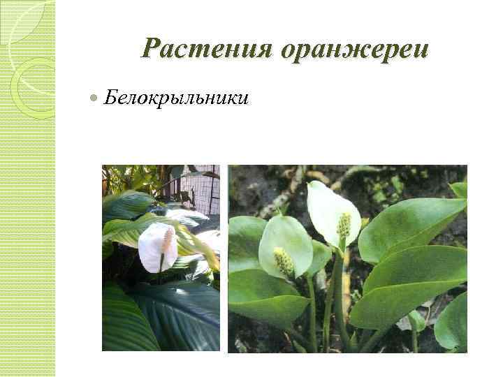 Растения оранжереи Белокрыльники 