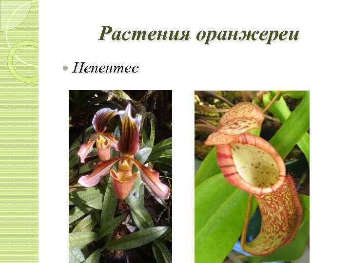 Растения оранжереи Непентес 