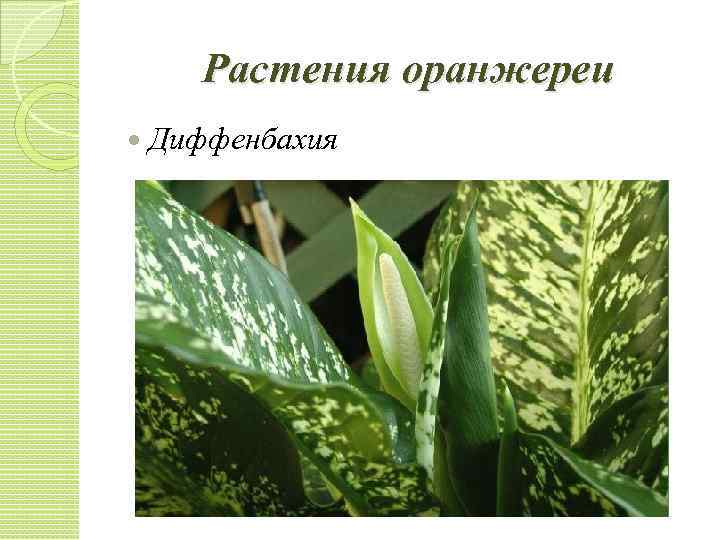 Растения оранжереи Диффенбахия 
