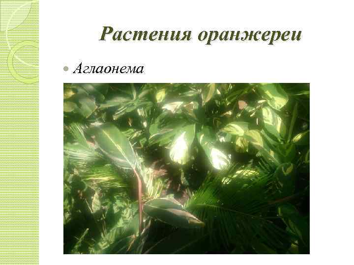Растения оранжереи Аглаонема 