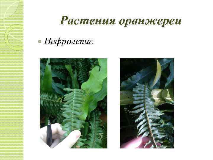 Растения оранжереи Нефролепис 