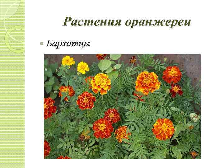 Растения оранжереи Бархатцы 