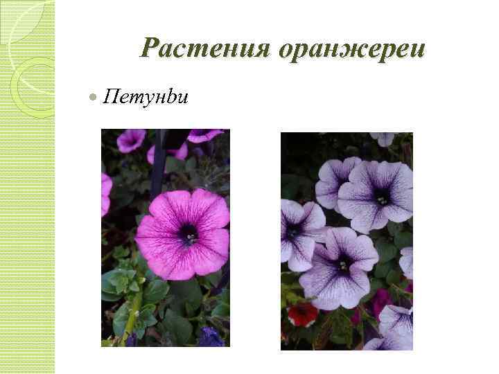 Растения оранжереи Петунbи 