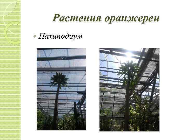 Растения оранжереи Пахиподиум 